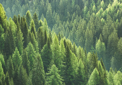Umweltfreundlich Bauen: Holz als Baustoff.