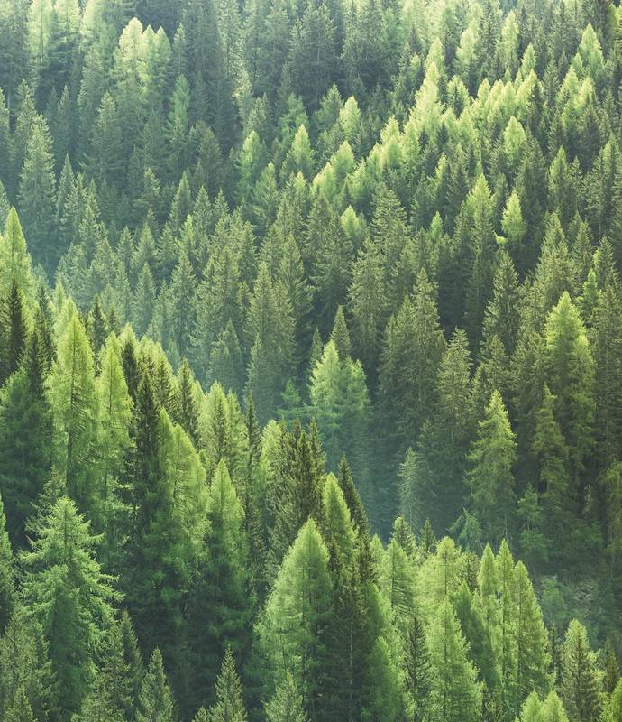 Büdenbender-Häuser werden u.a. aus Holz aus zertifizierter Waldwirtschaft gefertigt