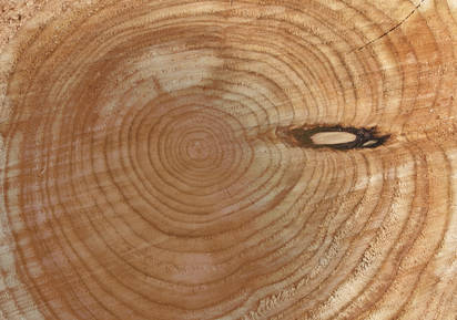 Der nachwachsende Rohstoff Holz als umweltfreundlicher Baustoff.